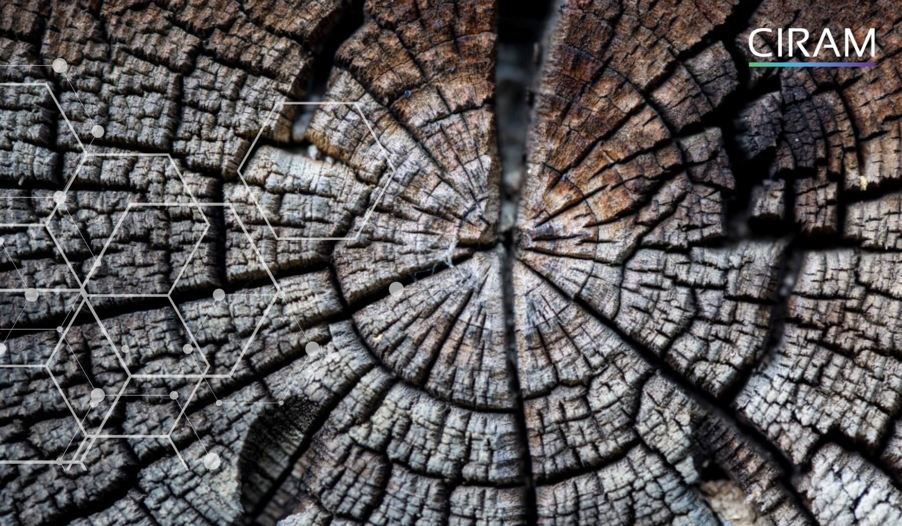 Close-up of tree bark grooves