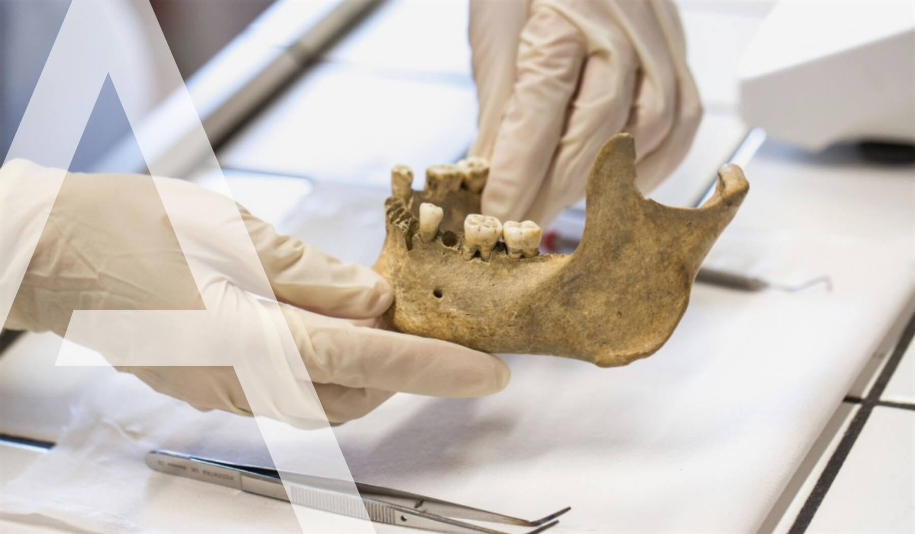 A scientist examining a jawbone with teeth for radiocarbon dating
