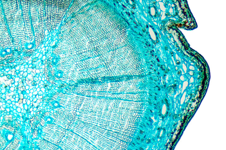 Wood cross-section prepared for xylological analysis