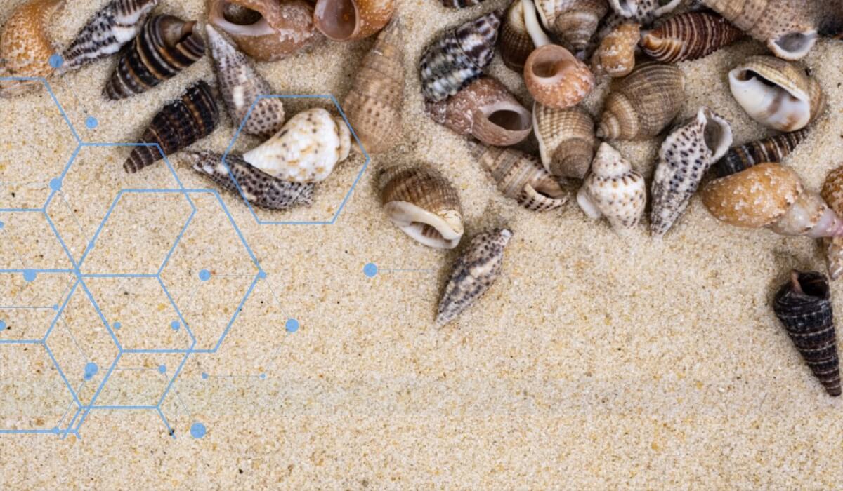 Marine organisms and seashells scattered on sandy beach