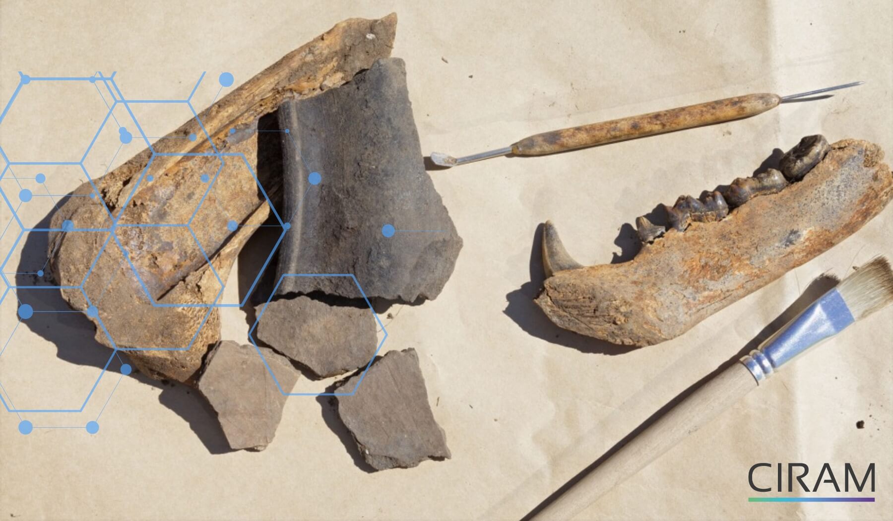 Calcined bone sample analyzed for archaeological research