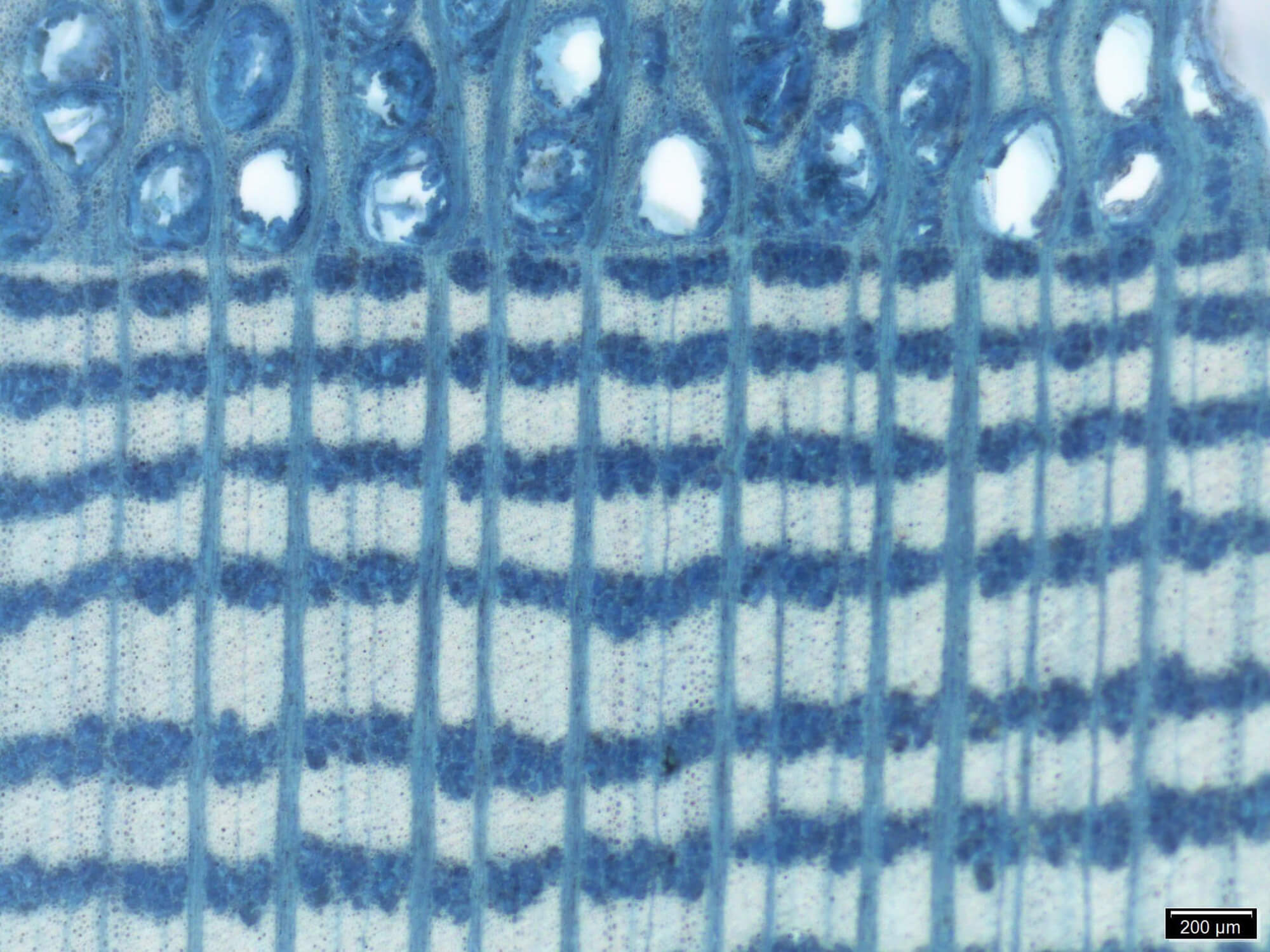 Wood cross-section for xylology study