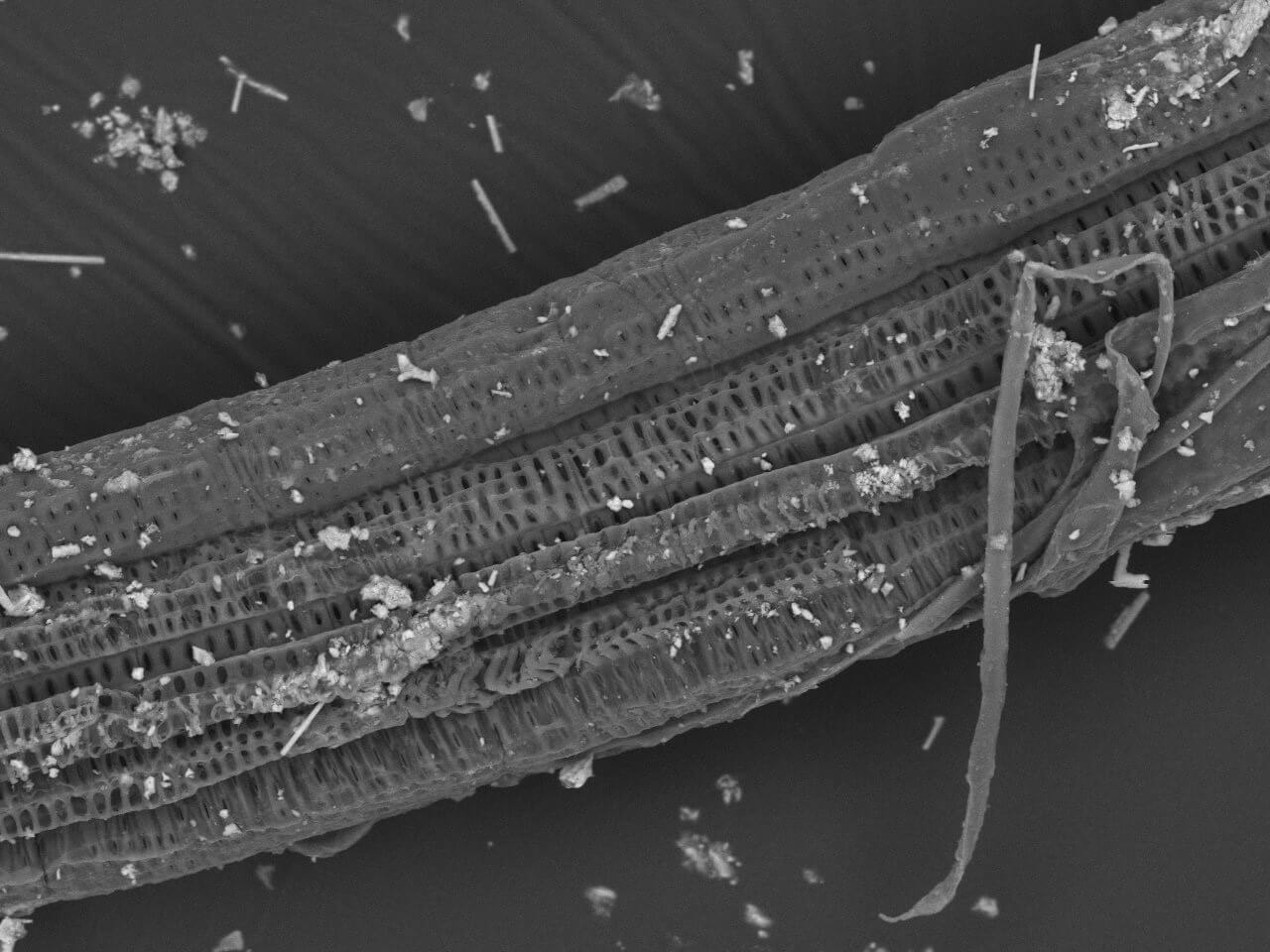 SEM image of an archaeological organic residue