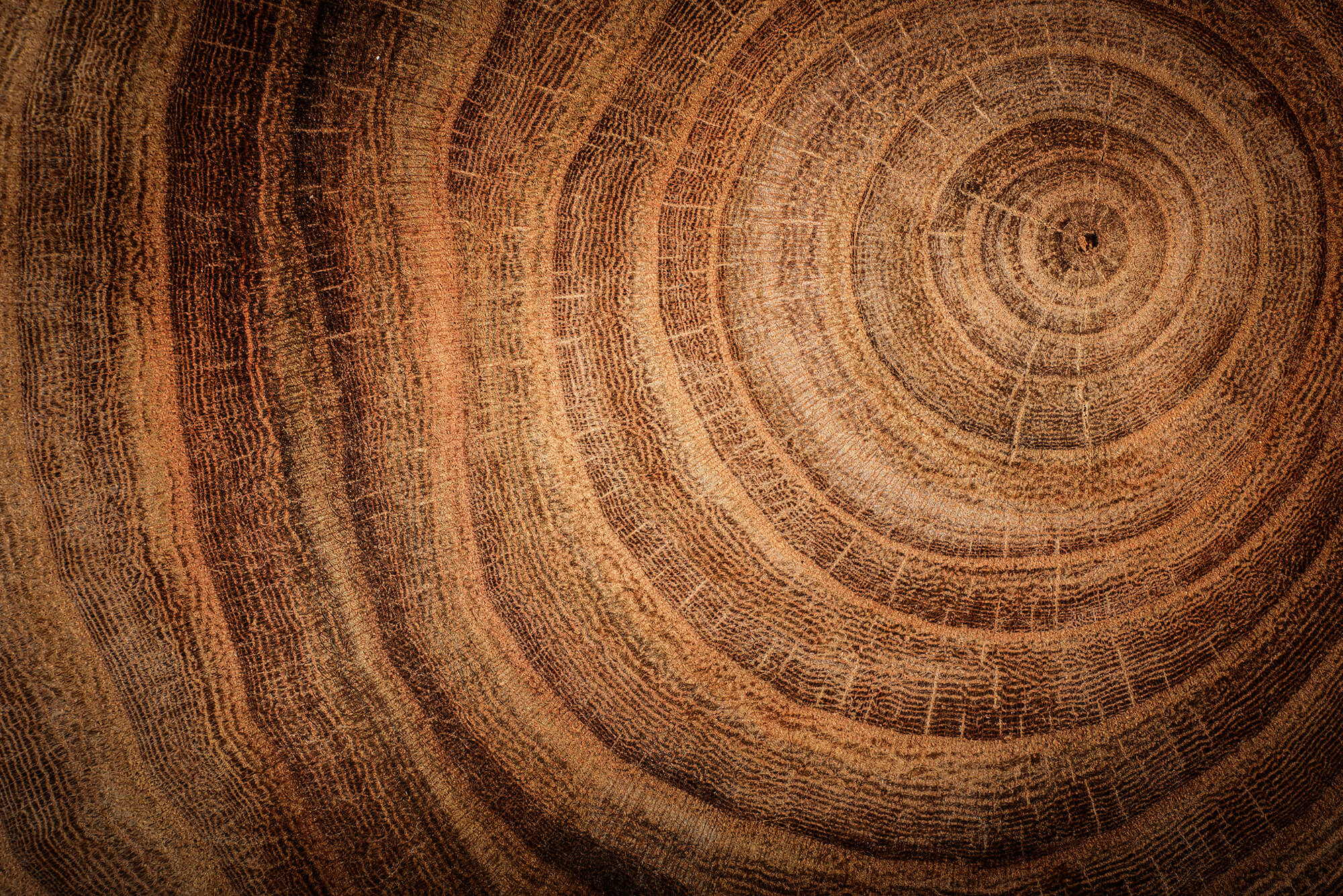 Close-up of a tree illustrating carbon-14 dating by accelerator mass spectrometry