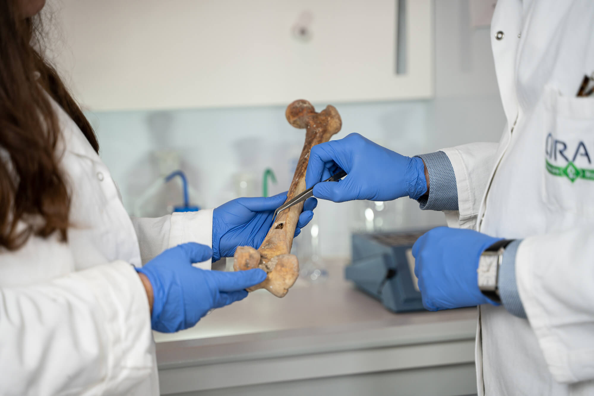 Two scientists collecting a bone sample for stable isotope analysis