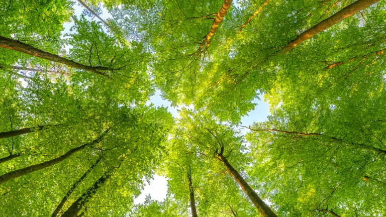 Comment l&rsquo;analyse au carbone 14 contribue à la préservation de la biodiversité