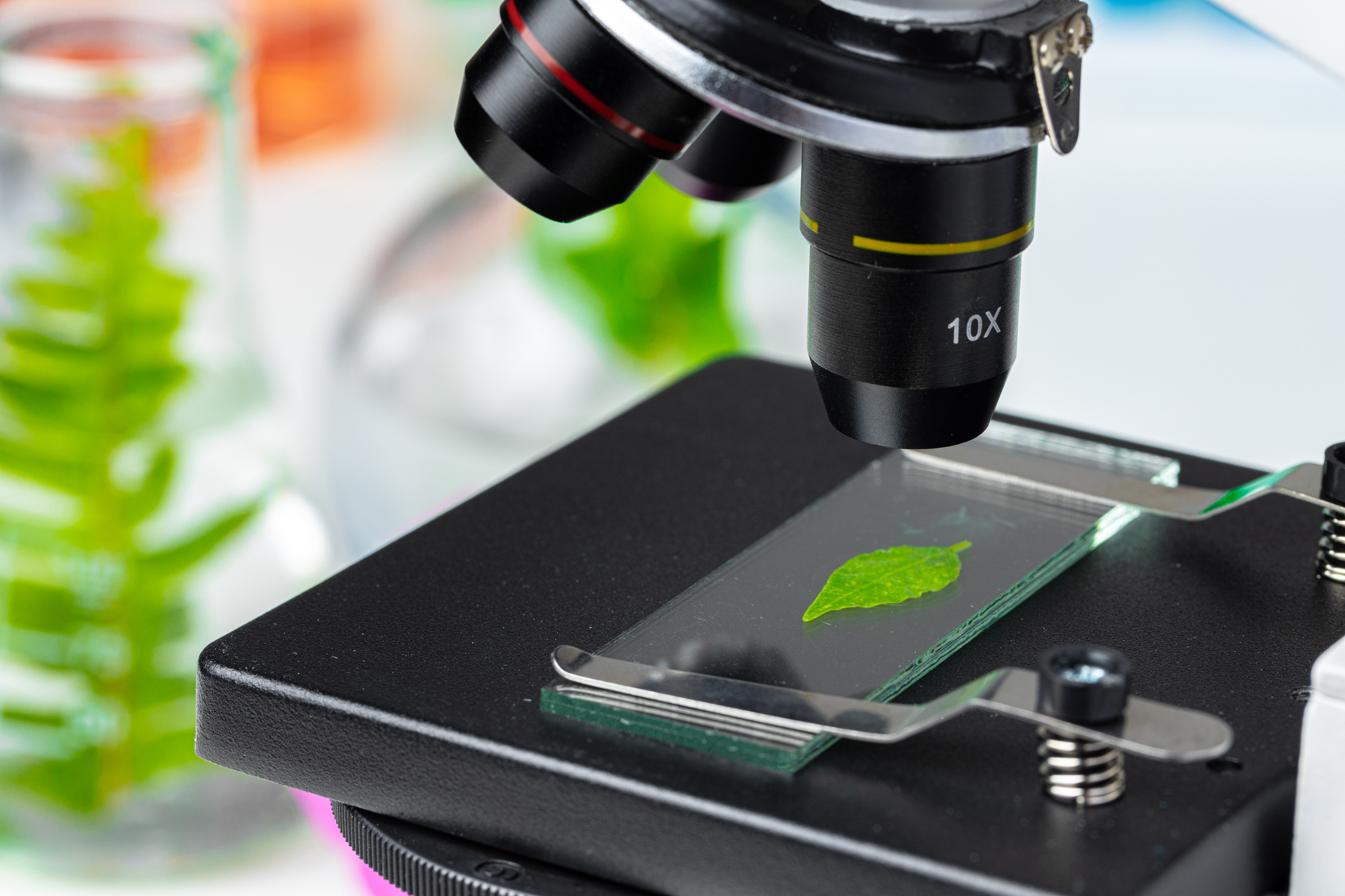Microscope analyzing a leaf for authentication of natural products