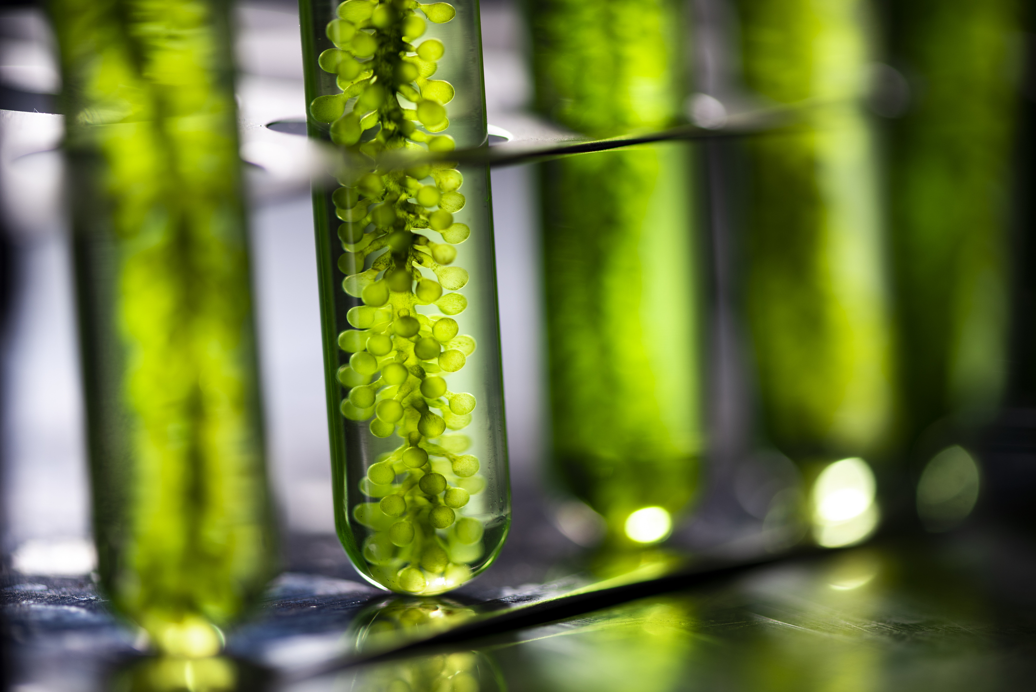 Laboratory analyses supporting OK Biobased certification for biobased materials